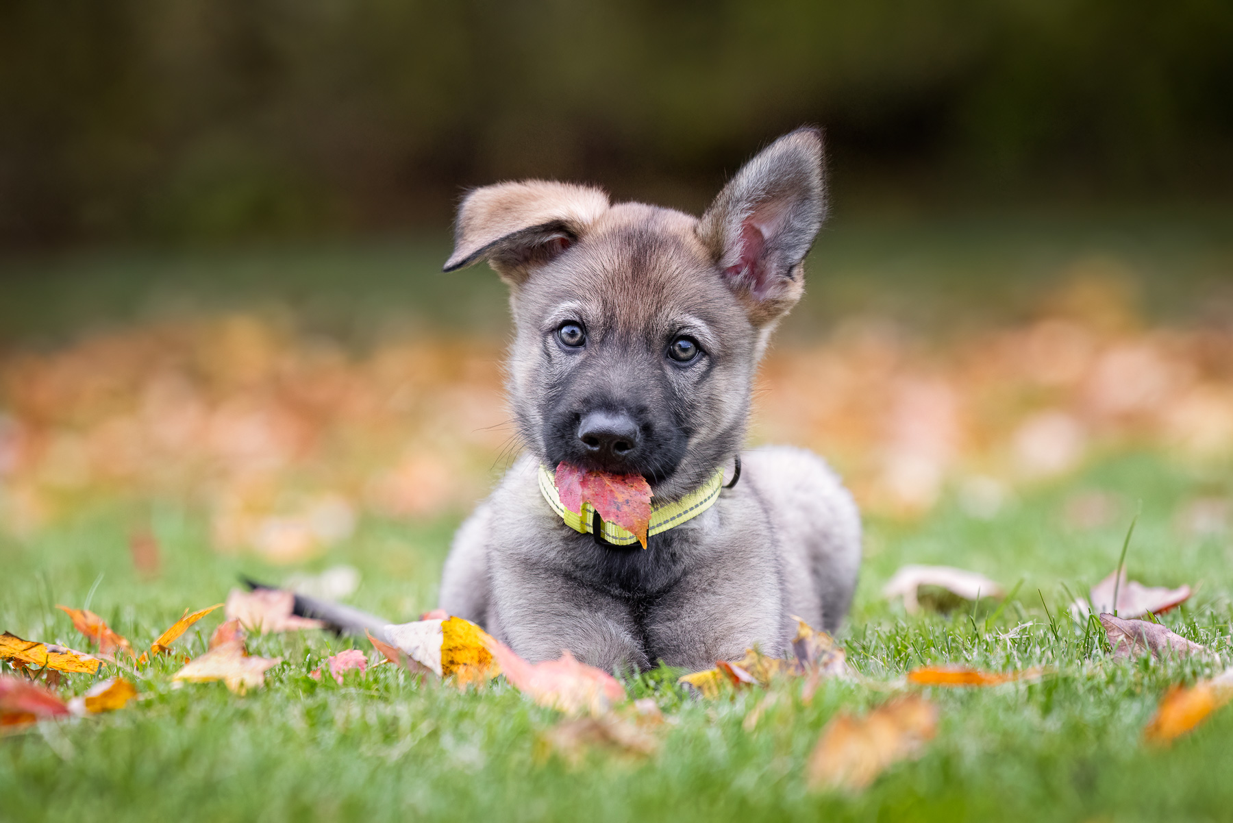 An 8 week old Tamaskan puppy lies in his yard with a leaf in his mouth in Howell, MI.