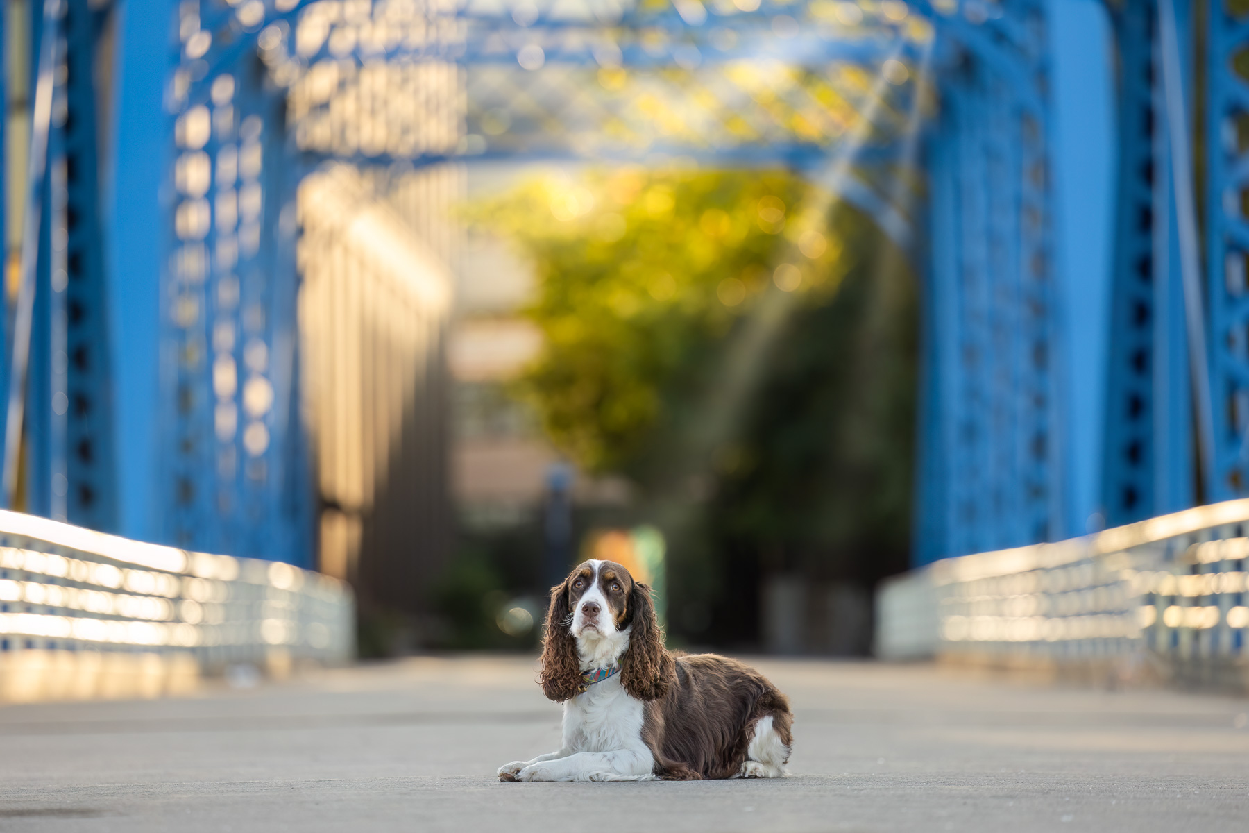 A female tri-colored springer Spaniel lies on the Blue Bridge in downtown Grand Rapids, MI.