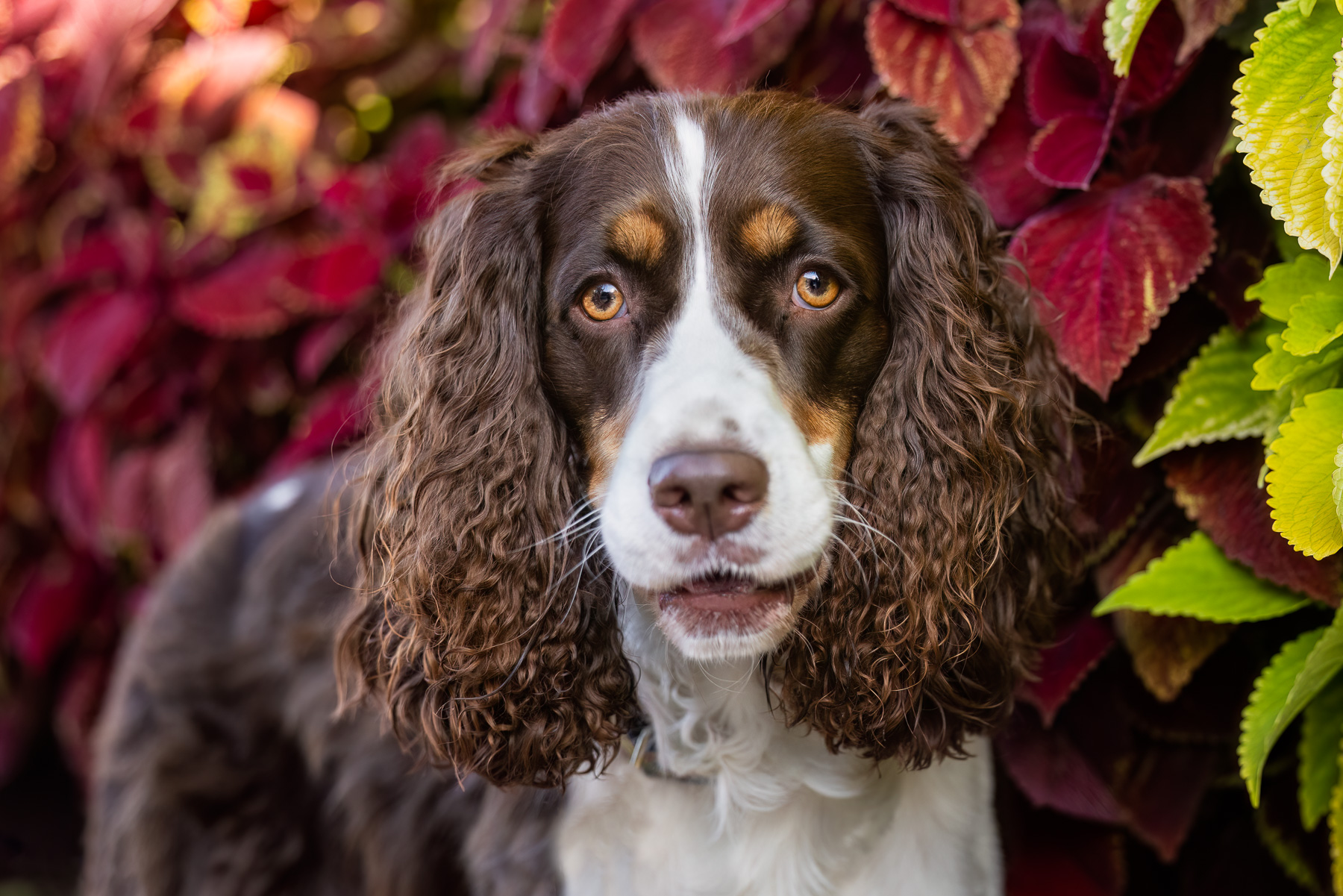 A headshot of an English Springer Spaniel in front of flowers in downtown Grand Rapids, MI.