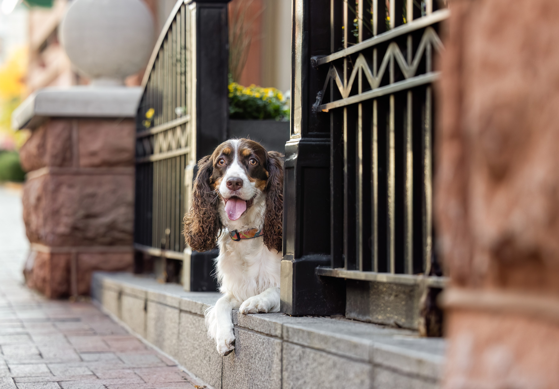 A female tri-colored English Springer Spaniel lies in the entryway of a building in downtown Grand Rapids, MI.