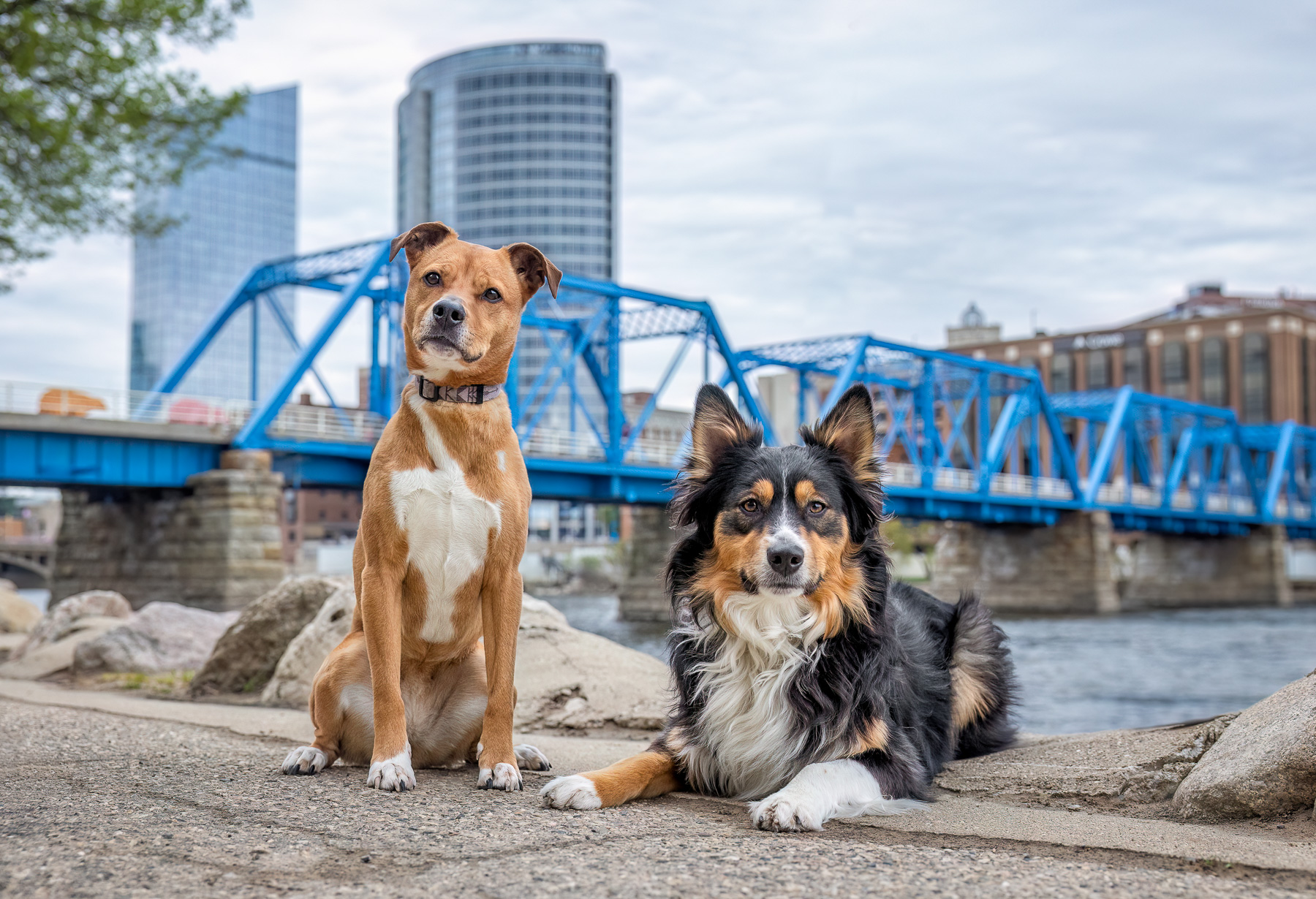 A tan and white mixed breed dog and Border Collie pose in front of the Blue Bridge in downtown Grand Rapids, MI.