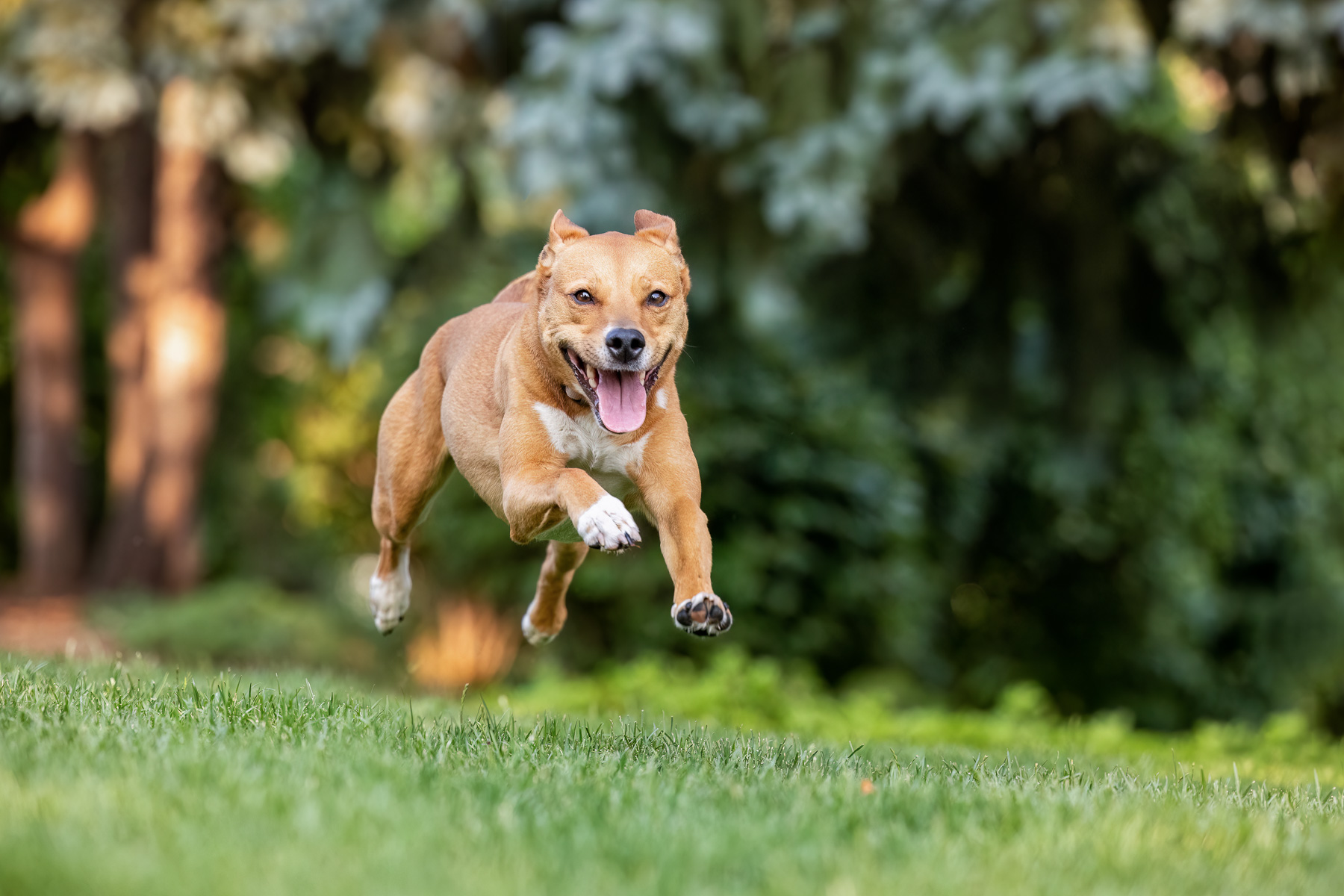 A tan and white mixed breed dog flies through the air in the grass next to the Grand Rapids Museum.