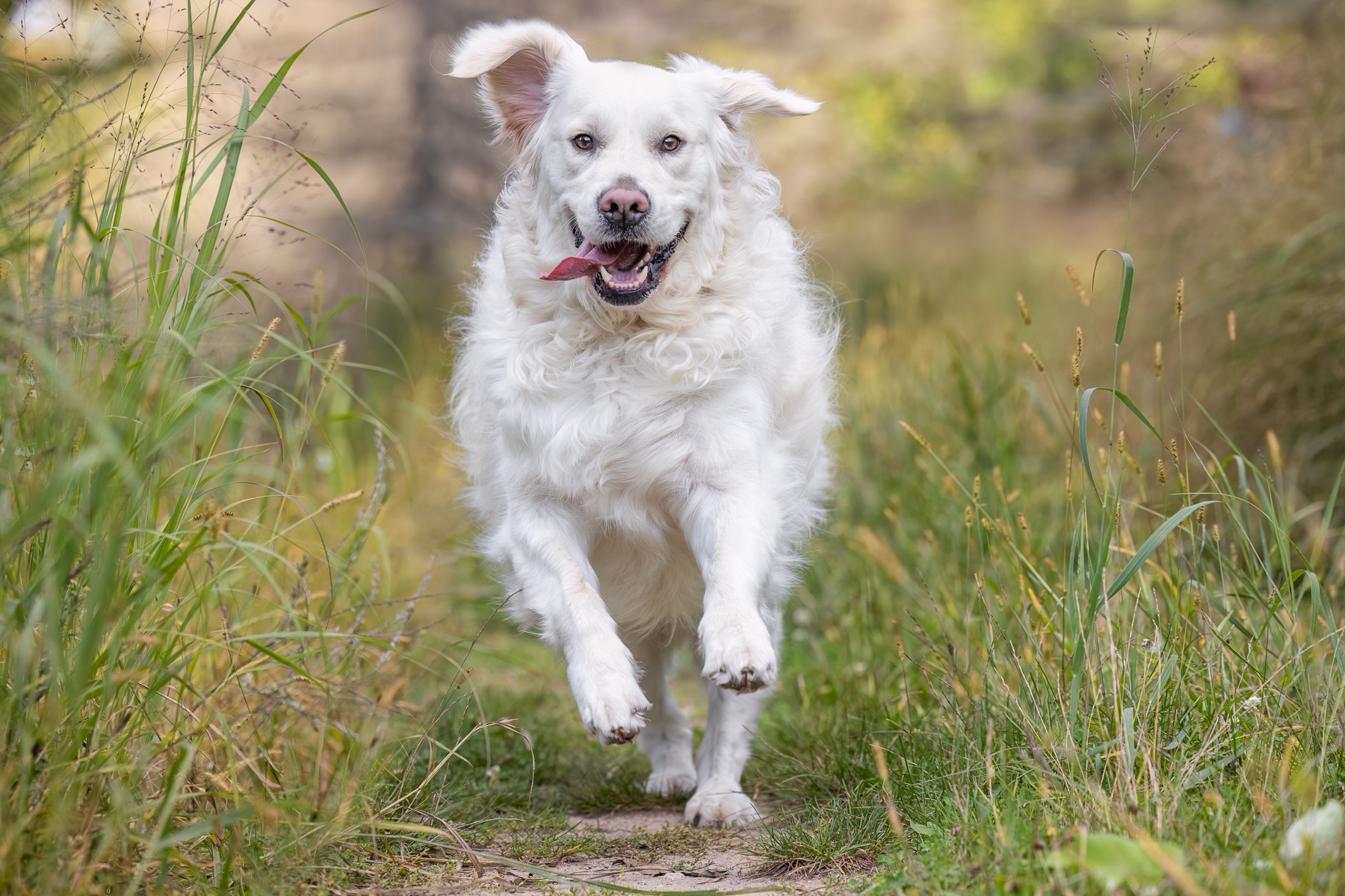 An English Cream Golden Retriever runs along a dirt path at The Highlands in Grand Rapids, MI.