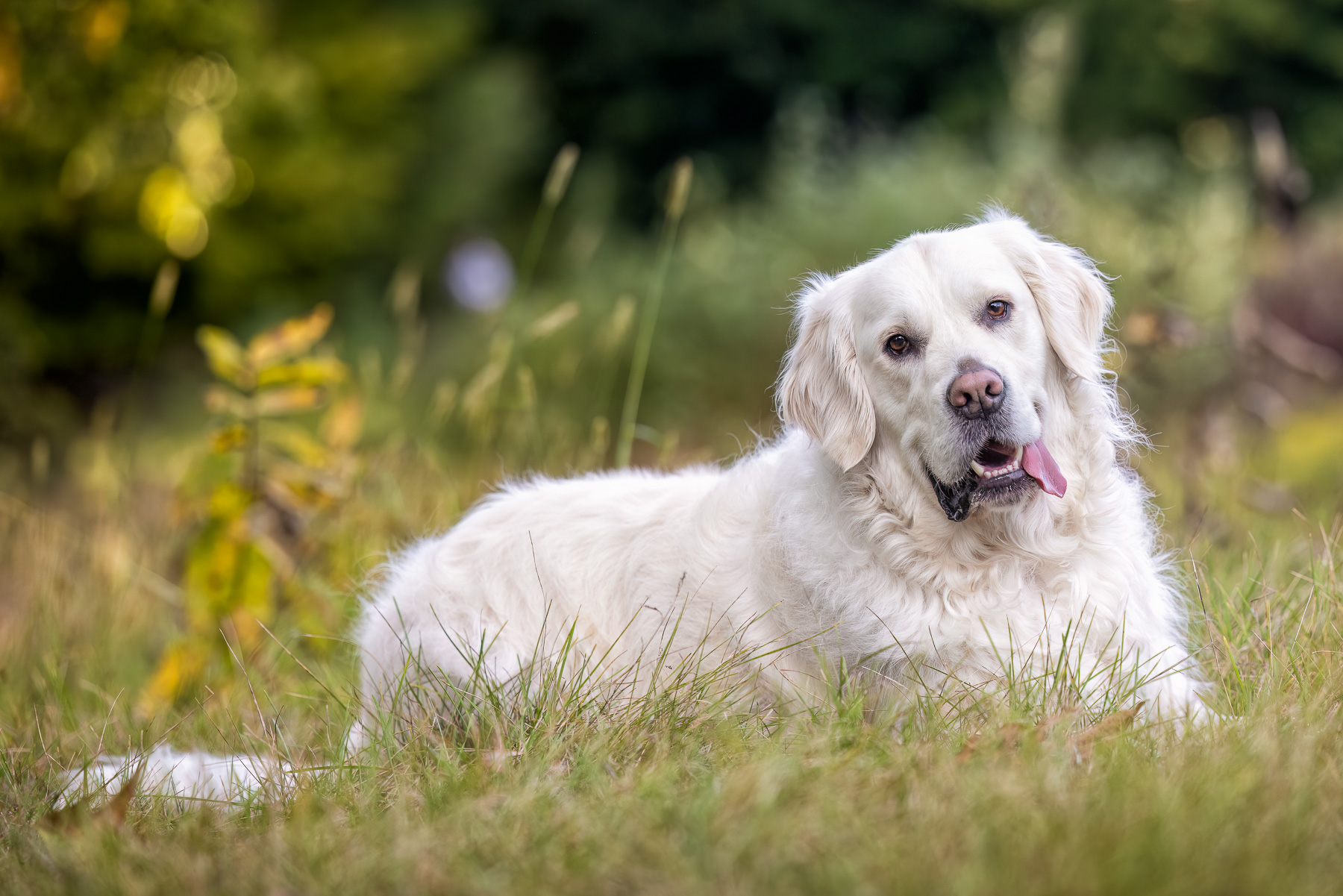 A male English Cream Golden Retriever lies in the tall grass at The Highlands in Grand Rapids, MI.