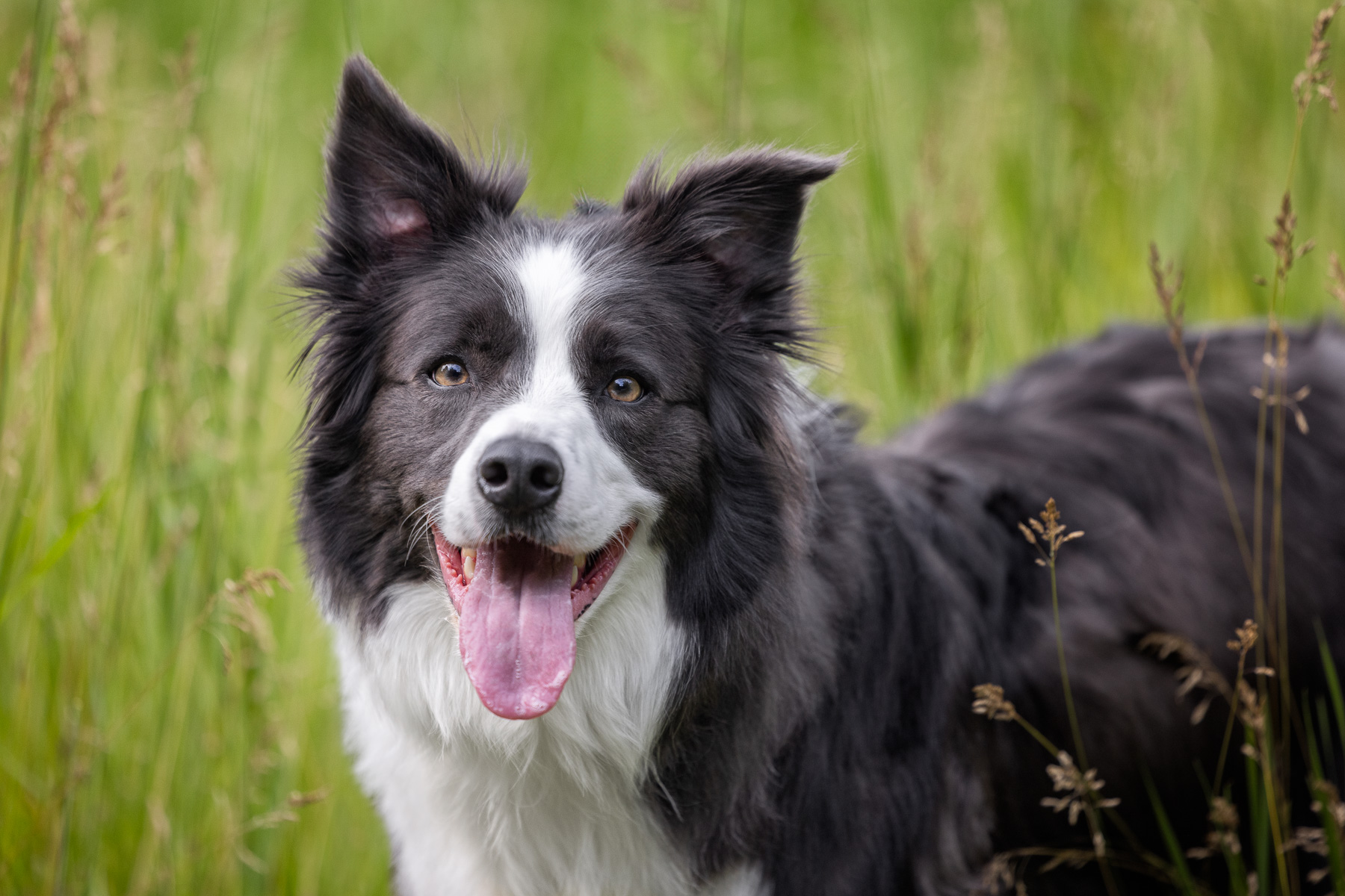 Headshot of a dark gray and white Border Collie at Prairie Wolf Park.