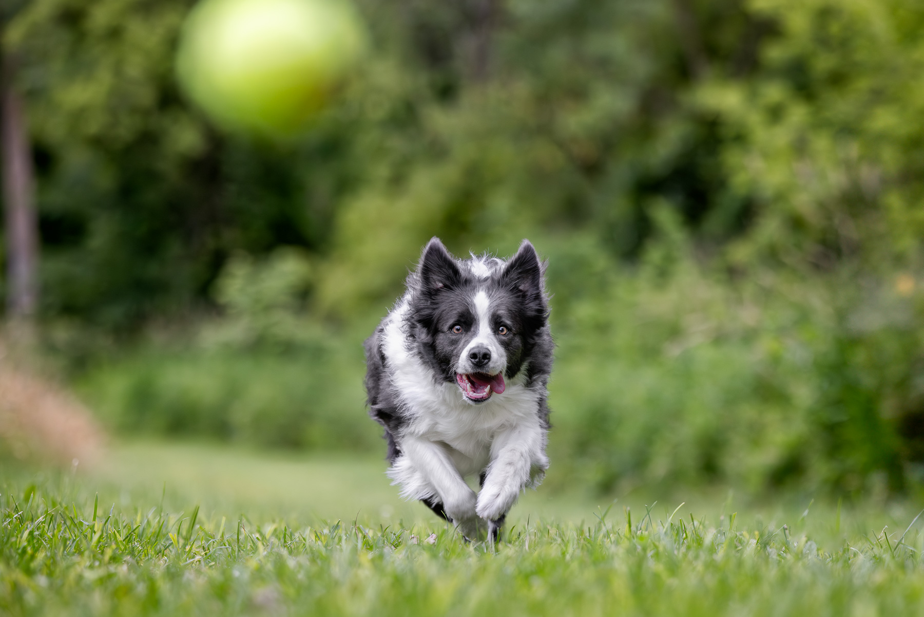 A male Border Collie runs after his tennis ball at Prairie Wolf Park in Caledonia, MI.