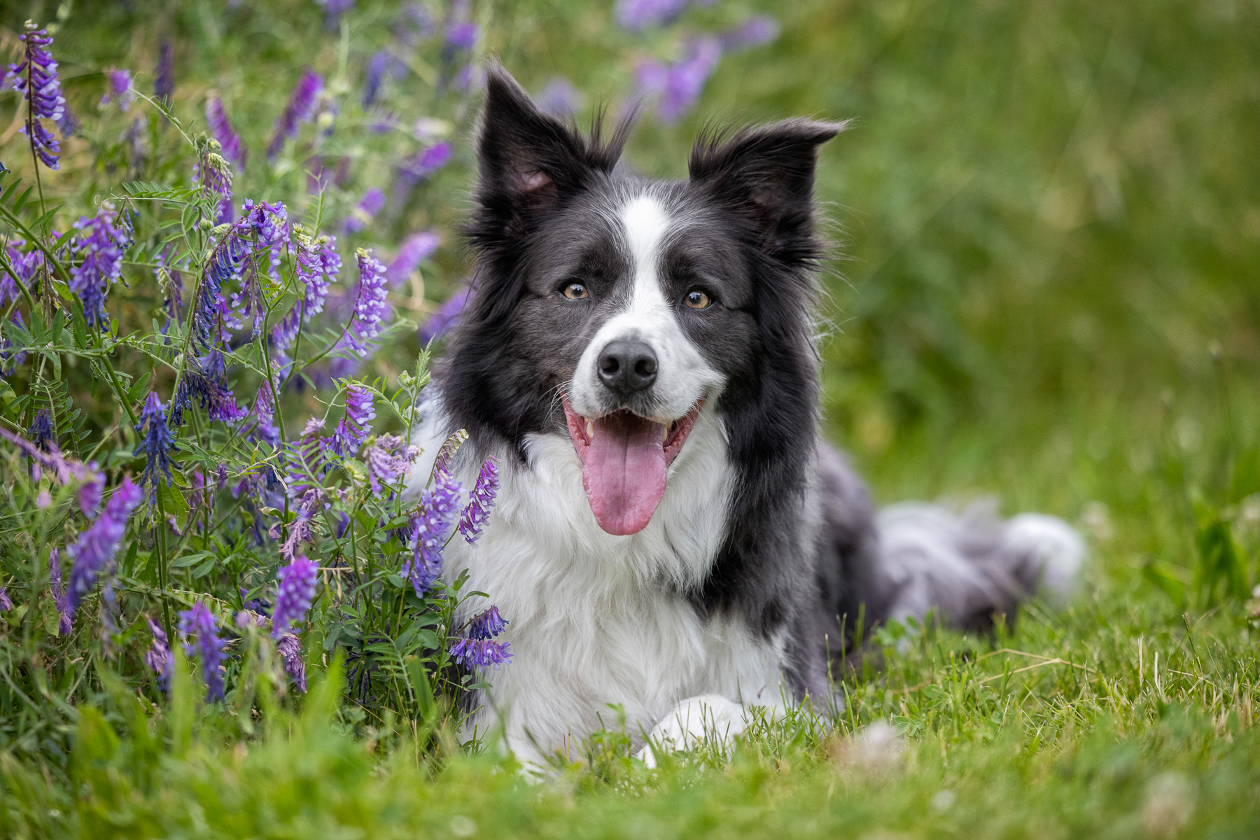 A dark gray and white Border Collie lies next to purple wild flowers at Prairie Wolf Park in Caledonia, MI.