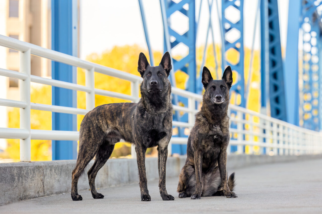 Two Dutch Shepherds on the Blue Bridge in downtown Grand Rapids, MI.