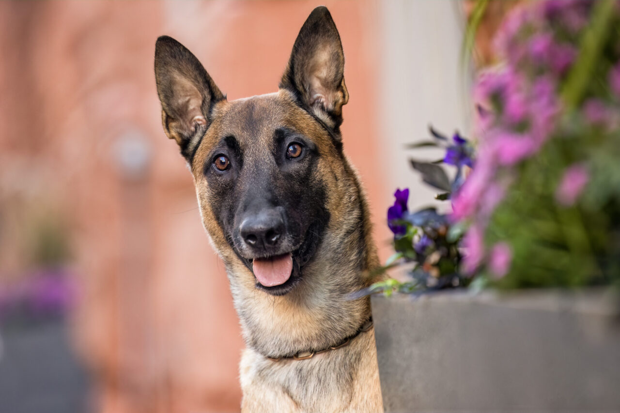 A Belgian Malinois looks around a flower planter in downtown Grand Rapids, MI.