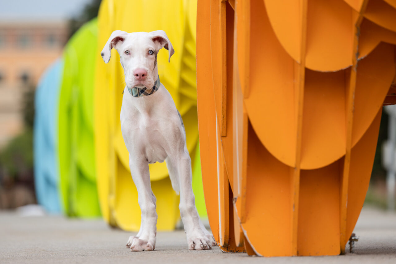 A double merle Great Dane puppy stands next to colorful public art work on the Blue Bridge in downtown Grand Rapids, MI.