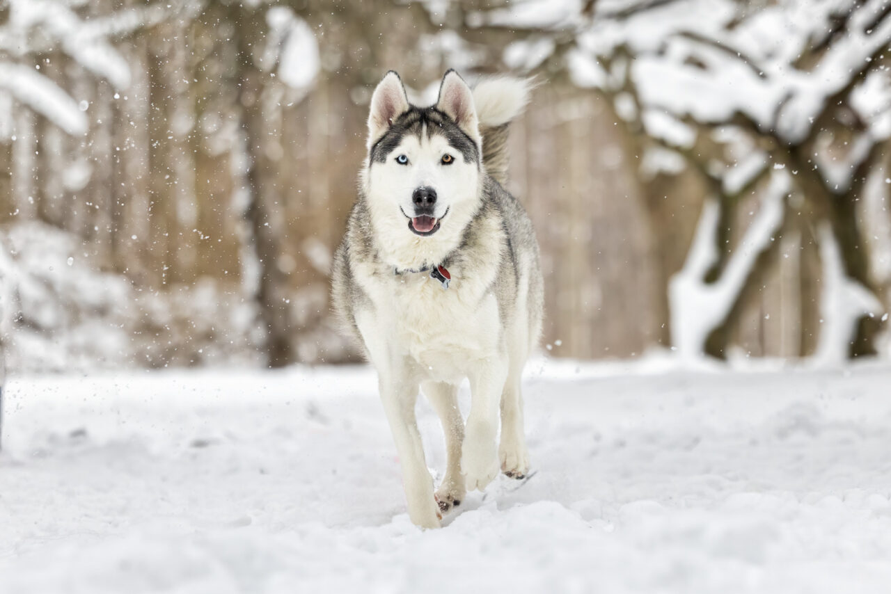 A female Husky with two different colored eyes runs through the snow at Hager Park in Jenison, MI.