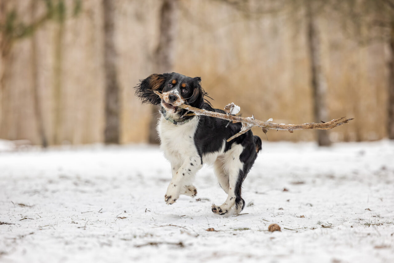 A female tri-colored English Springer Spaniel runs through the snow with a large stick in her mouth at Hager Park in Jenison, MI.