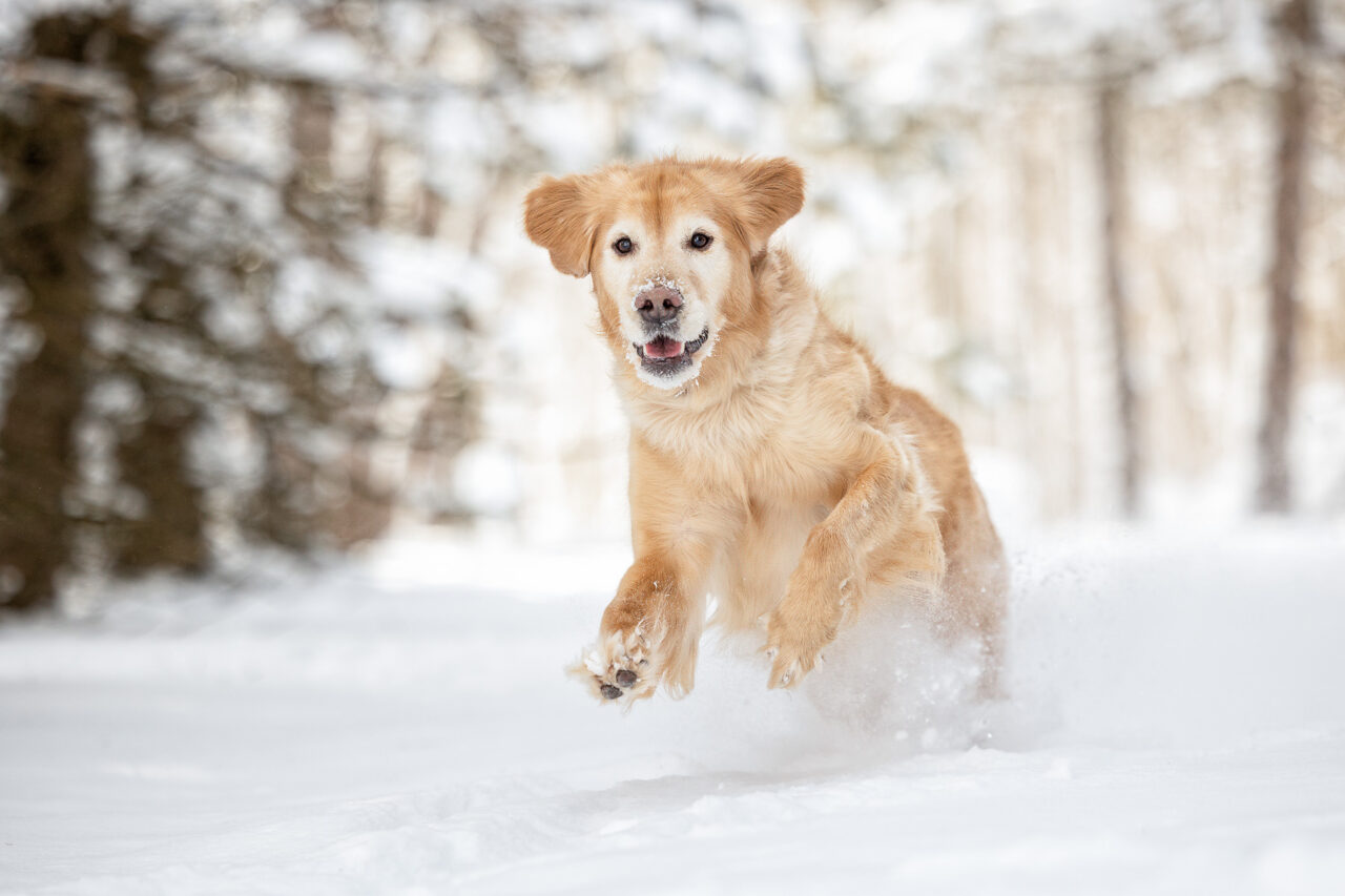 A female Golden Retriever runs through the snow at hager Park in Jenison, MI.