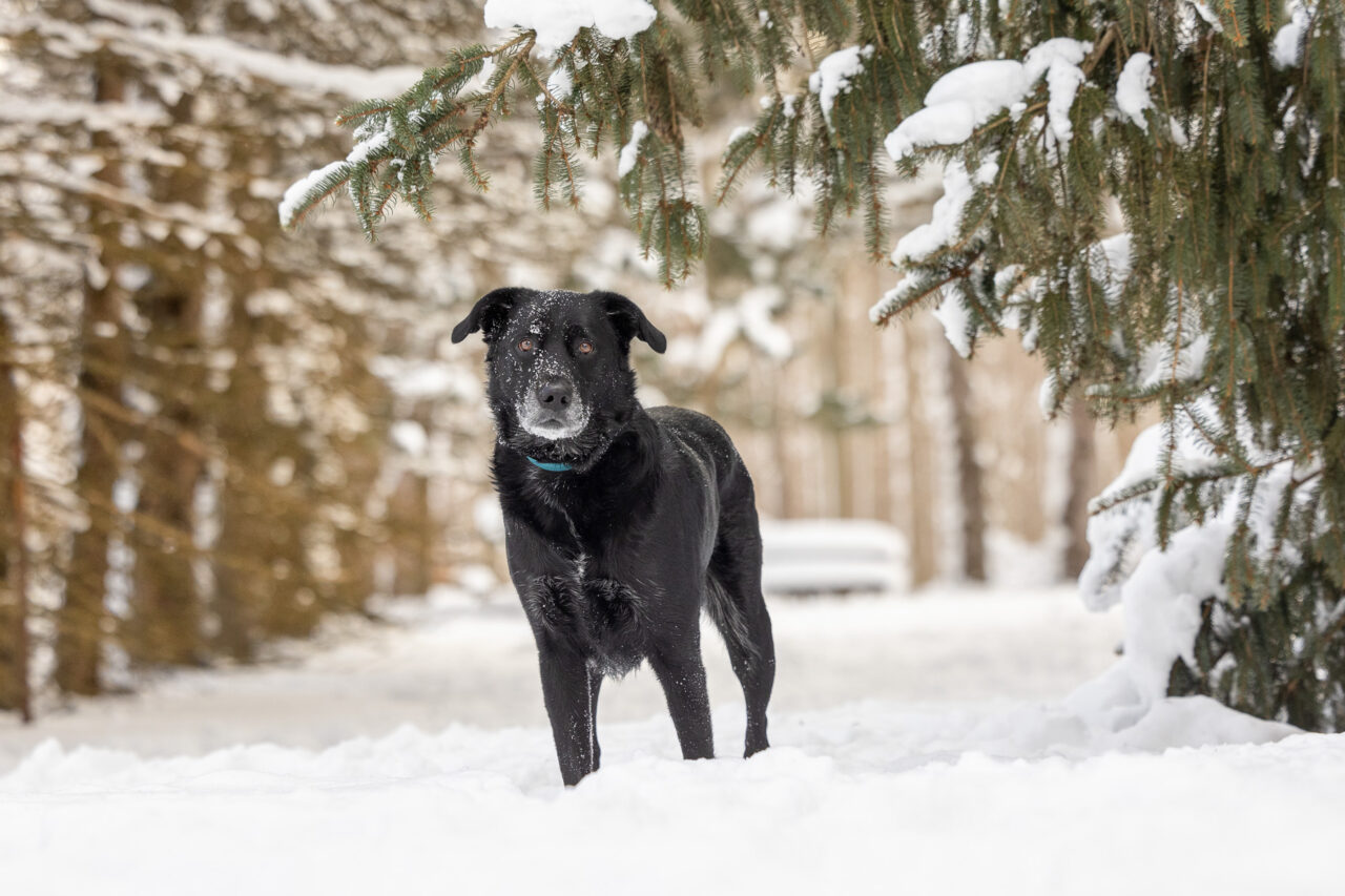 A black mixed breed dog with snow on her face stands in the snow at Hager Park in Jenison, MI.