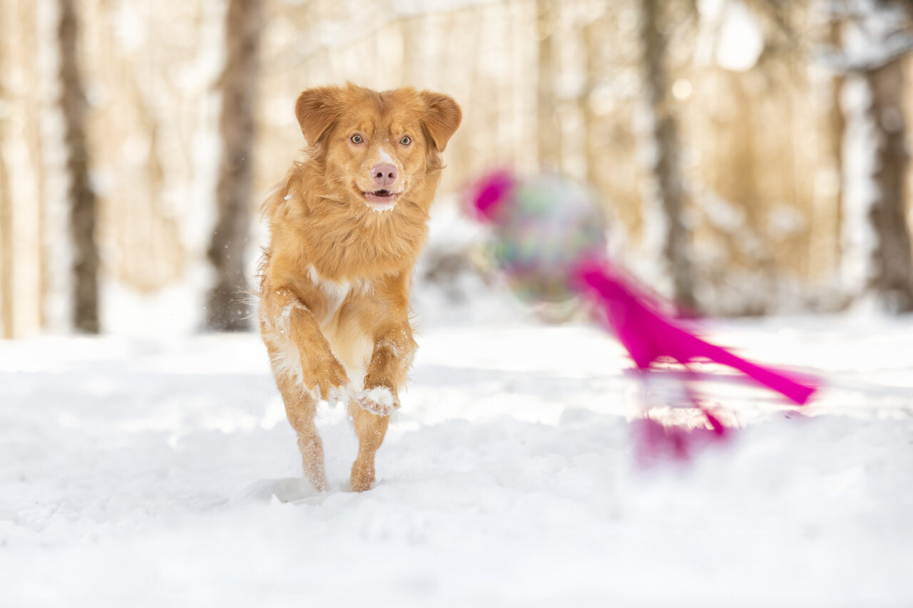 A Nova Scotia Duck Tolling Retriever runs in the snow chasing his magenta and white toy at Hager Park in Jenison, MI.