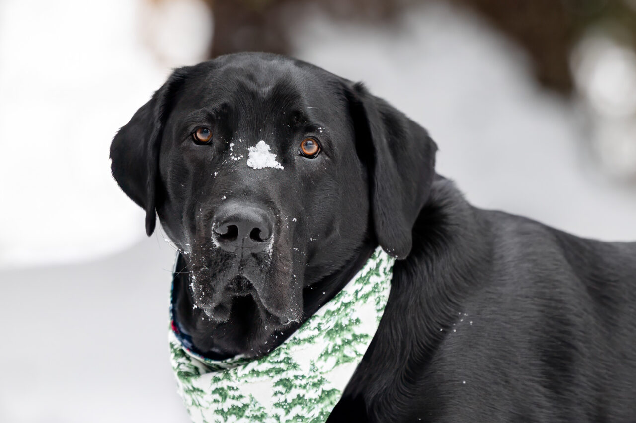 A headshot of a Black Lab with snow on his muzzle at Hager Park in Jenison, MI.