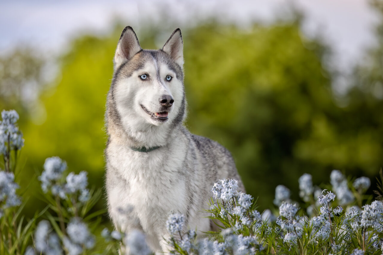 A white and gray male Husky stands amongst blue wild flowers at Prairie Wolf Park in Caledonia, MI.