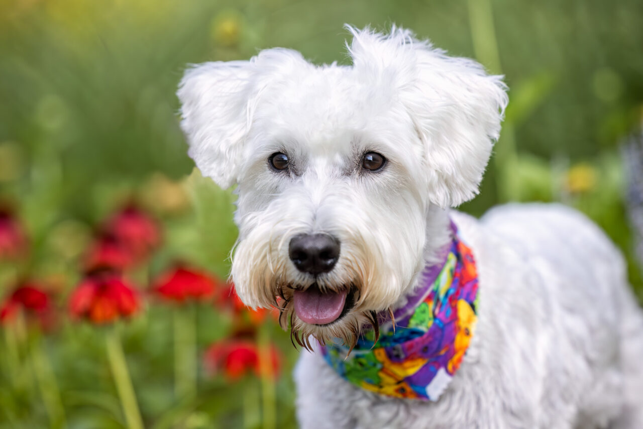 A headshot of a white female Schnauzer at Grand Ideas Garden in Grand Rapids, MI.