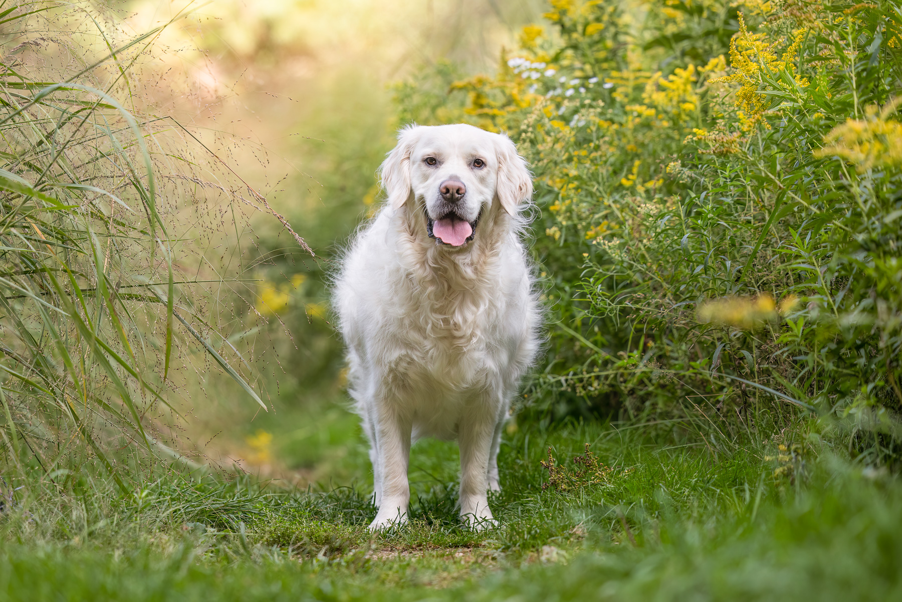 A male English Cream Golden Retriever stands amongst the wild flowers and tall grass at The Highlands in Grand Rapids, MI.