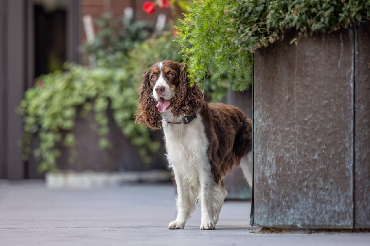 A female tri-colored English Springer Spaniel stands next to a large city planter in downtown Grand Rapids, MI.