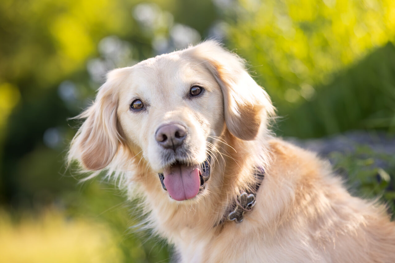 A headshot of a young female Golden Retriever at Prairie Wolf Park in Caledonia, MI.