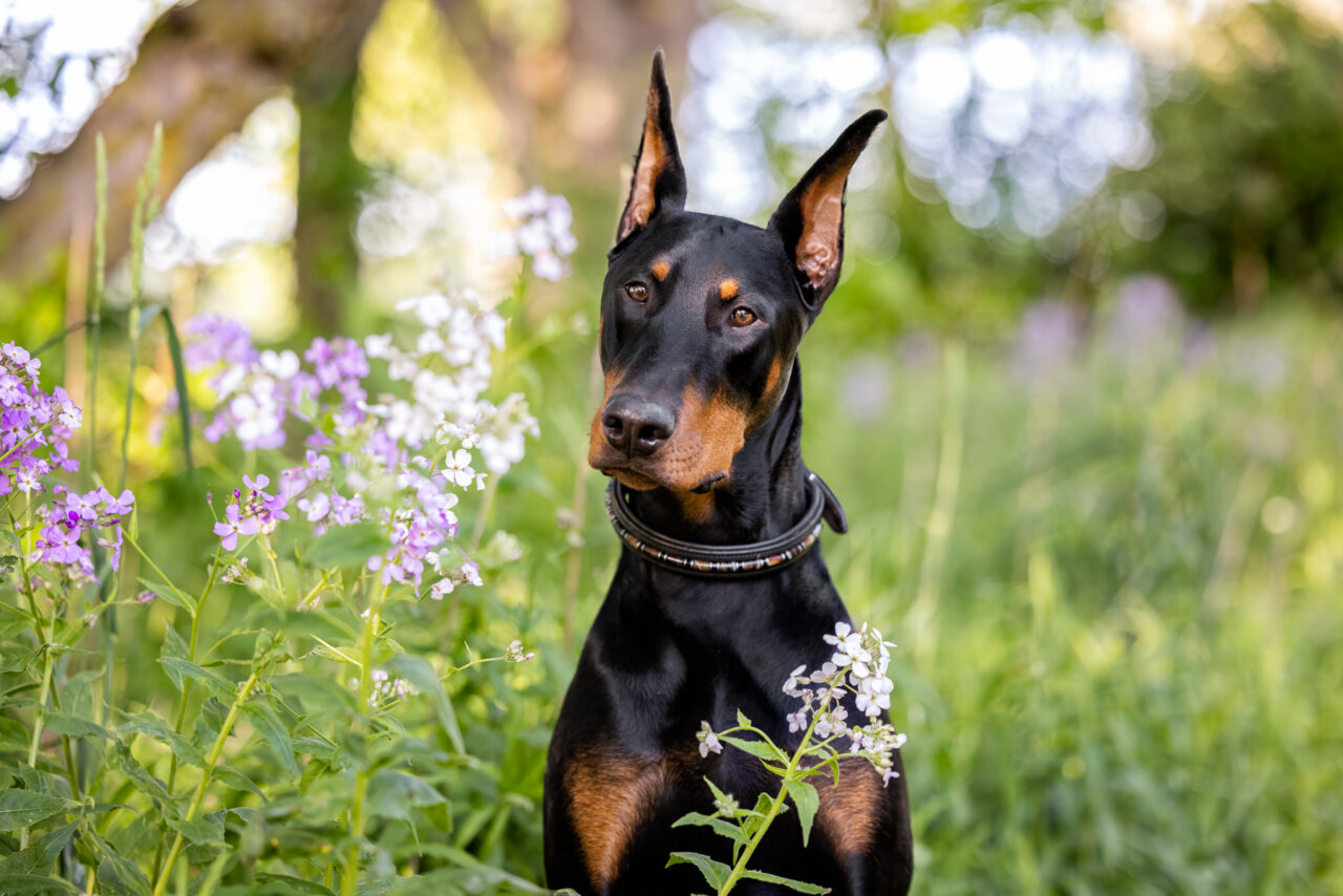 A male Doberman sits next to wild flowers at Prairie Wolf Park in Caledonia, MI.