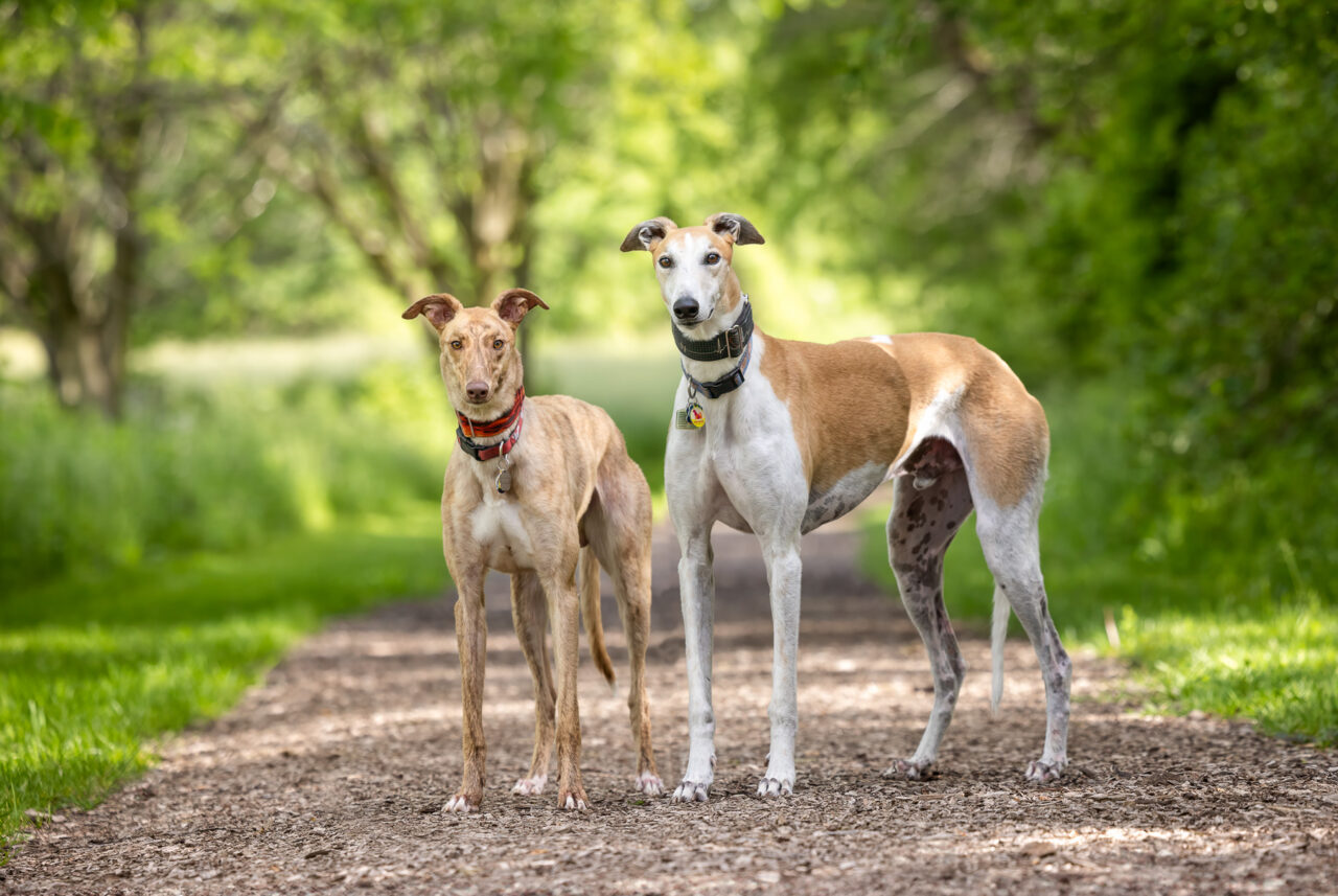 Two Greyhounds stand side by side at Prairie Wolf Park in Caledonia, MI.